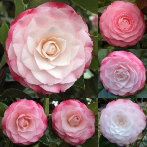 Camellia japonica 'Desire'