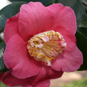Camellia japonica 'Dewatairin'