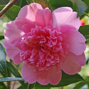 Camellia 'Diamond Head'