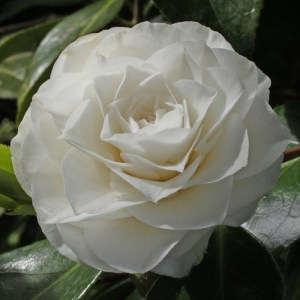 Camellia japonica Dian Hartman'