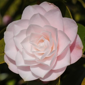 Camellia japonica 'Diana's Charm'