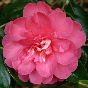 Camellia japonica 'Disneyland'
