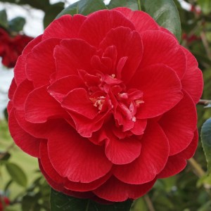 Camellia japonica 'Dixie Knight'