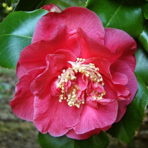 Camellia japonica 'Dr King'