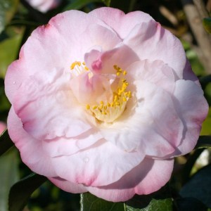 Camellia japonica 'Dr Tinsley'