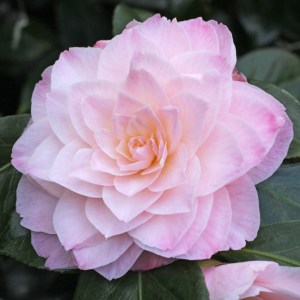 Camellia 'Dorothy James'