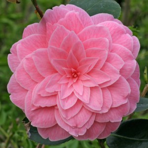 Camellia x williamsii 'Dorothy Johnson'