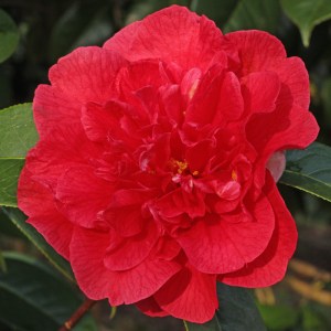 Camellia 'Dr Clifford Parks'