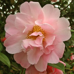 Camellia japonica 'Dr Louis Polizzi'