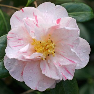Camellia japonica 'Drama Girl Variegated'