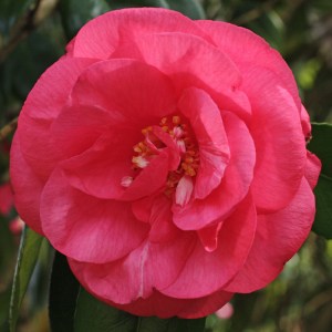 Camellia japonica 'Drama Girl'