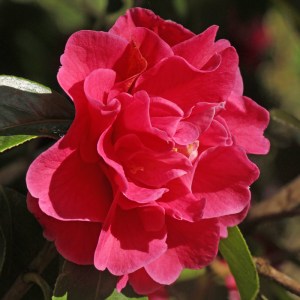 Camellia 'Dream Castle'