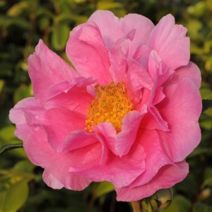Camellia 'Dream Girl'