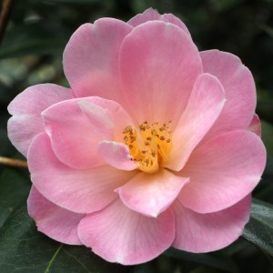 Camellia japonica 'Dream Time'