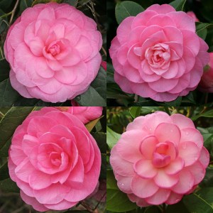 Camellia x williamsii 'Dream Boat'