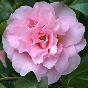 Camellia x williamsii 'Dresden China'