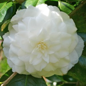 Camellia japonica 'Duchesse de Berry'