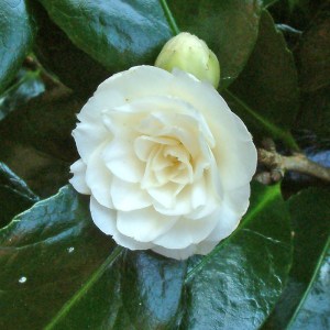 Camellia japonica 'Duchessa di Montpensier'