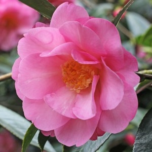 Camellia x williamsii 'Duchess of Cornwall'