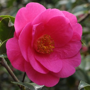Camellia x williamsii 'Duchess of York'