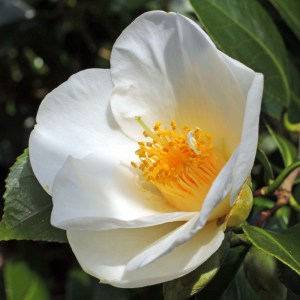 Camellia 'Duckley's Belle'