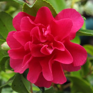 Camellia sasanqua 'Dwarf Shishi'