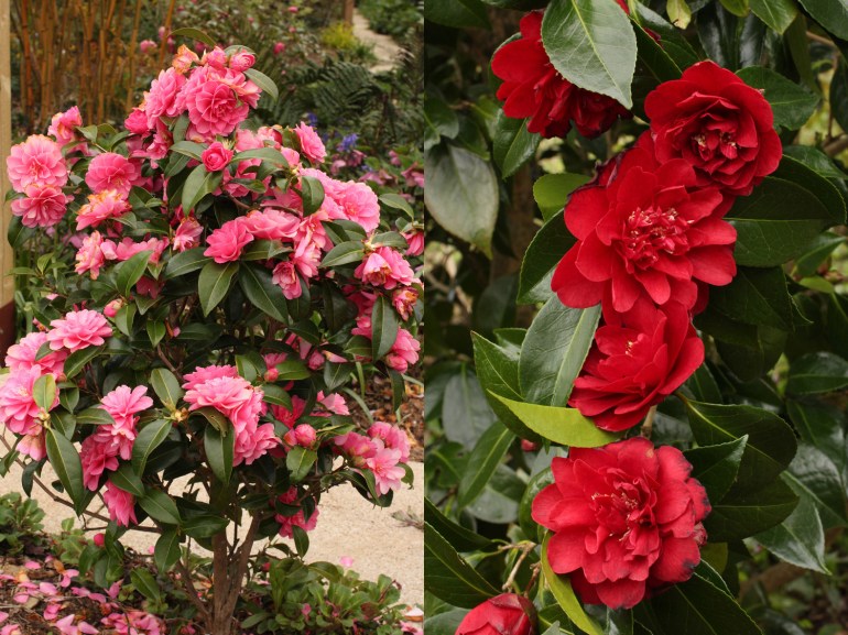Camellias