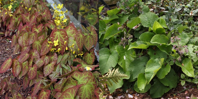 Epimedium-Trachystemon