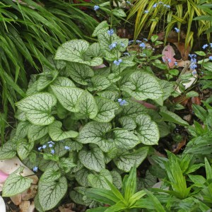 Brunnera 'Jack Frost'
