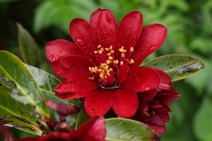 Camellia 'Nightrider'
