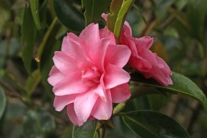 Camellia 'Spring Festival'