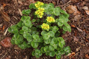 Chrysoplenium davidianum