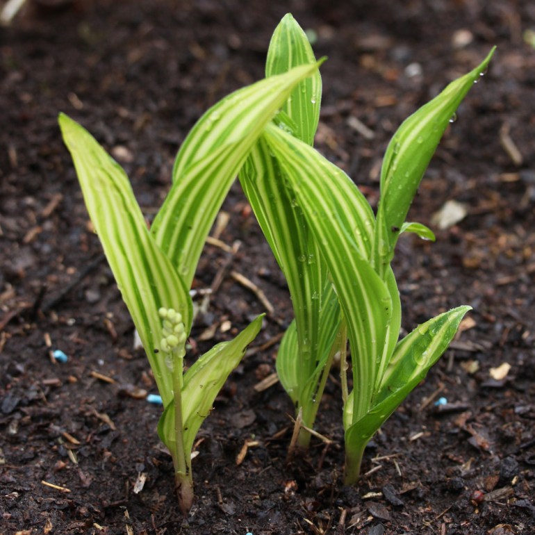 Convallaria-Vic-Pavlovski