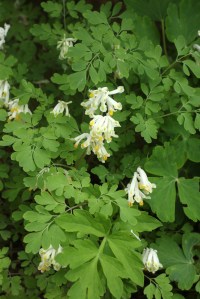 Corydalis ochroleuca