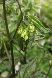 Disporum cantoniense 'Green Giant'