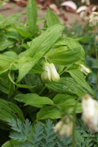 Disporum sessile macrophyllum BSWJ4316