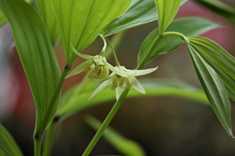 Disporum-viridescens-2