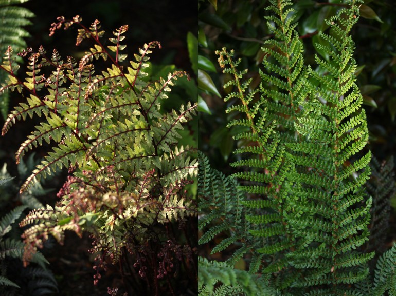 Ferns