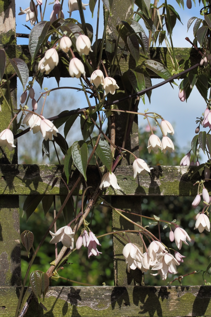 Holboellia brachyandra