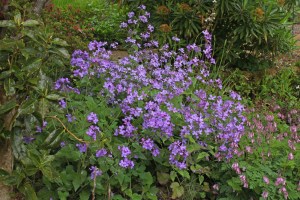 Lunaria 'Corfu Blue'
