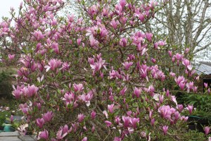 Magnolia 'Ann'
