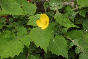 Eomecon sp. Easy shade lover.