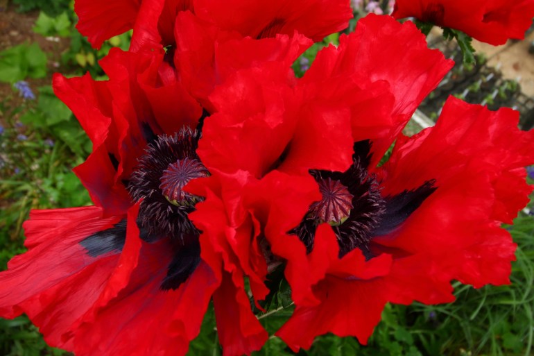 Papaver bracteata