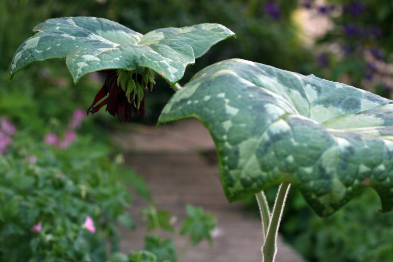 Podophyllum-kaleidescope