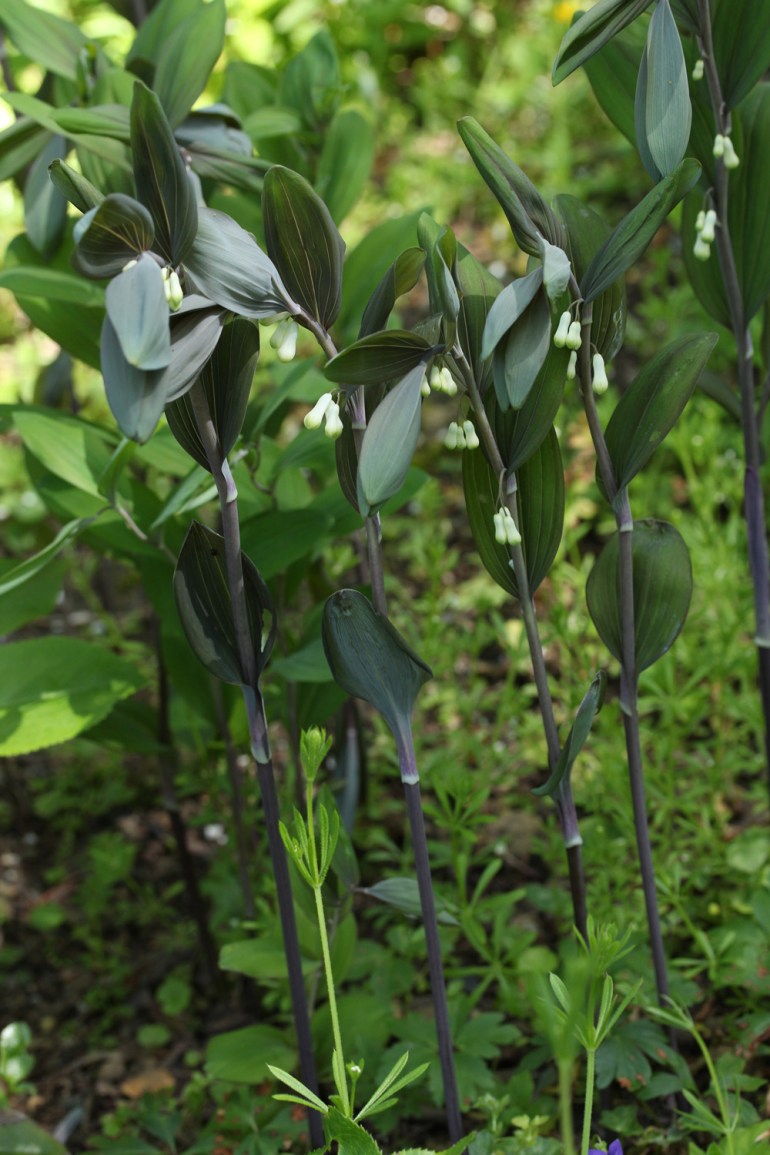 Polygonatum-hybridum-Betburg