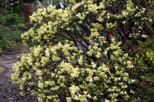 Rhododendron 'Merganser'
