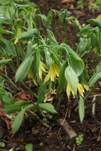 Uvularia perfoliata