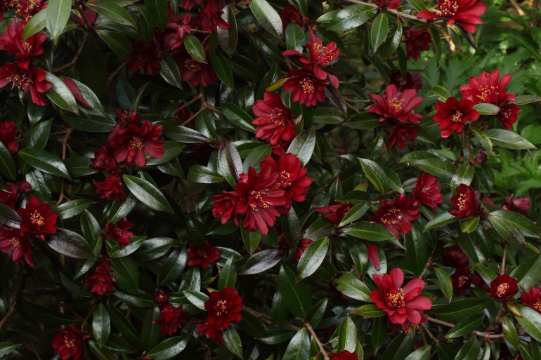 Camellia-Night-Rider-3