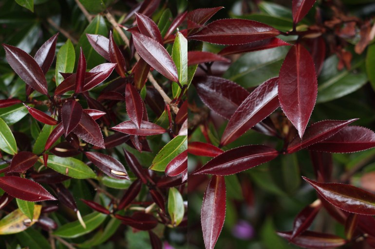 Camellia-Night-Rider-4