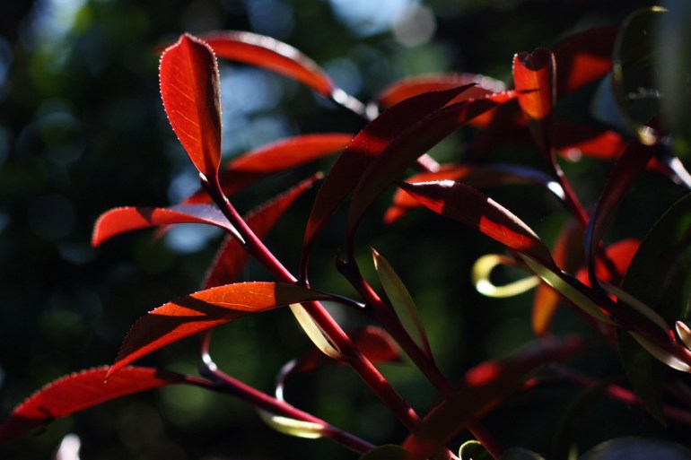 Camellia-Nightrider-1